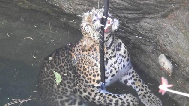 The leopard tries to hold on to the pipe while being rescued.(Wildlife SOS) The leopard tries to hold on to the pipe while being rescued.(Wildlife SOS)