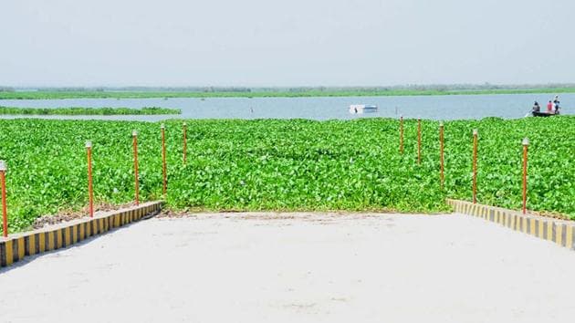 The weed growth at Harike lake. (HT Photo) The weed growth at Harike lake. (HT Photo)