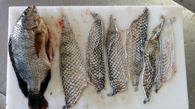 A tilapia fish and tilapia fish skins are displayed in Jaguaribara. However, lack of human and pig skin supplies in the region has boosted the demand of Tilapia which is abundant in Brazil’s rivers and fish farms. (Paulo Whitaker / Reuters) A tilapia fish and tilapia fish skins are displayed in Jaguaribara. However, lack of human and pig skin supplies in the region has boosted the demand of Tilapia which is abundant in Brazil’s rivers and fish farms. (Paulo Whitaker / Reuters)