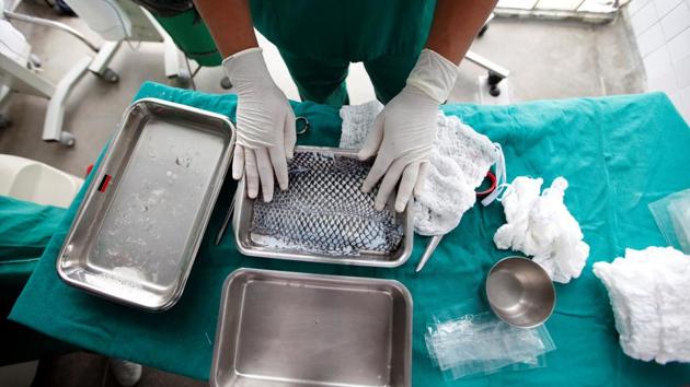 In China, researchers have tested tilapia skin on rodents to study its healing properties, but scientists in Brazil say their trials are the first on humans. (Paulo Whitaker / Reuters) In China, researchers have tested tilapia skin on rodents to study its healing properties, but scientists in Brazil say their trials are the first on humans. (Paulo Whitaker / Reuters)