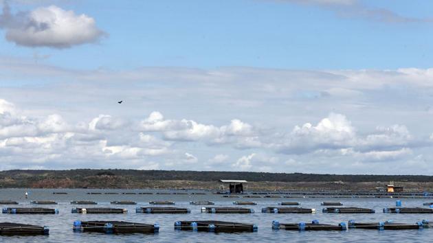 Tanks of tilapia fish are seen in Castanhao dam where the fish are cultivated. (REUTERS) Tanks of tilapia fish are seen in Castanhao dam where the fish are cultivated. (REUTERS)
