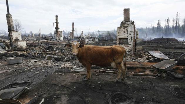 A cow stands amidst the debris of burnt houses after recent wildfires in the Siberian settlement of Strelka, located on the bank of the Angara River in Krasnoyarsk region, Russia. (Ilya Naymushin / Reuters) A cow stands amidst the debris of burnt houses after recent wildfires in the Siberian settlement of Strelka, located on the bank of the Angara River in Krasnoyarsk region, Russia. (Ilya Naymushin / Reuters)