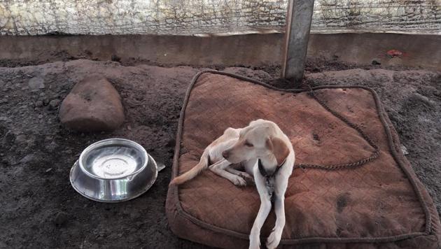 Animal cruelty cases is rampant in Mumbai with 19,028 cases registered between 2011 and 2016, or about 4,000 a year. (HT FILE) Animal cruelty cases is rampant in Mumbai with 19,028 cases registered between 2011 and 2016, or about 4,000 a year. (HT FILE)