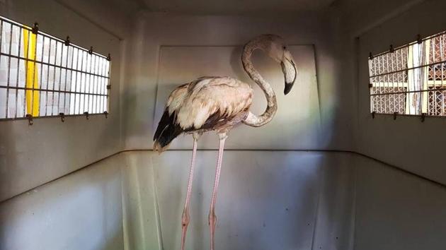 TSPCA officials said that the bird did not have any external injuries but was kept under observation throughout the afternoon. Around 5.30pm, it was released at the Kalwa creek.(HT photo)