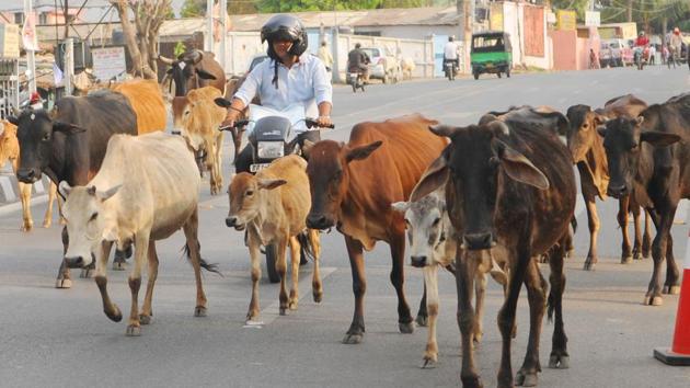 A herd of cattle on a busy road in Ranchi, Jharkhand.(Parwaz Khan / HT File Photo) A herd of cattle on a busy road in Ranchi, Jharkhand.(Parwaz Khan / HT File Photo)