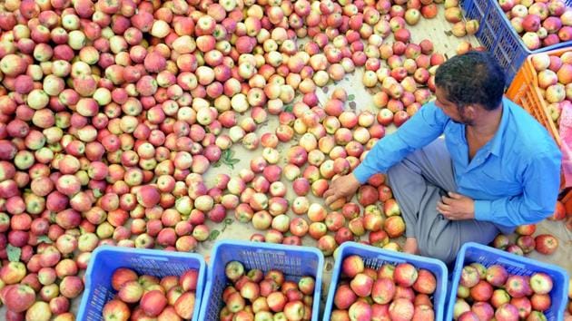 A worker sorting apples at an orchard on the outskirt of Kullu in Himachal Pradesh.(HT File Photo)