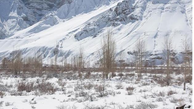 Winter habitat of the Güldenstädt’s redstart in Spiti valley. (Photo: HS Sangha) Winter habitat of the Güldenstädt’s redstart in Spiti valley. (Photo: HS Sangha)