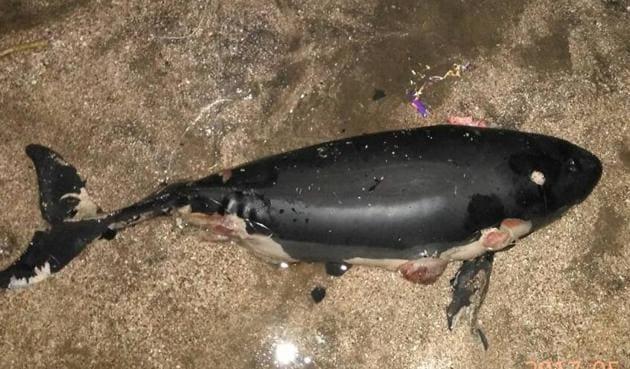 Carcass of the baby finless porpoise(Bhushan Bhoir) Carcass of the baby finless porpoise(Bhushan Bhoir)
