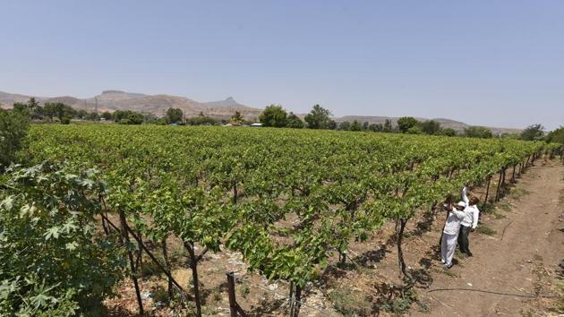 If the Mumbai-Nagpur highway is built, it will swallow the lush vineyards, vegetable gardens and 70 natural wells that supply water to at least 240 acres of land on both sides of this bowl shaped village.(Vijayanand Gupta/HT Photo)