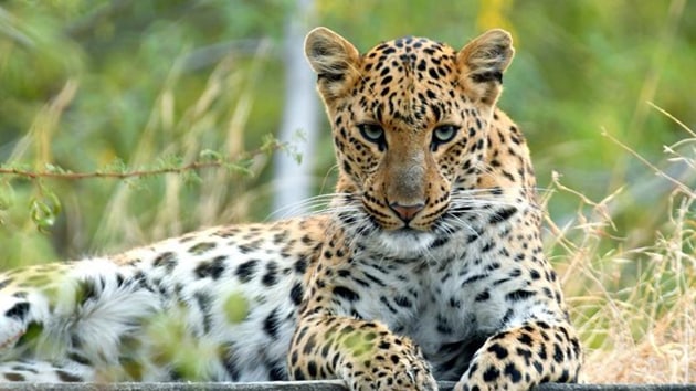 This is the third leopard attack in Mumbai between March and May this year. (Photo for representation) This is the third leopard attack in Mumbai between March and May this year. (Photo for representation)