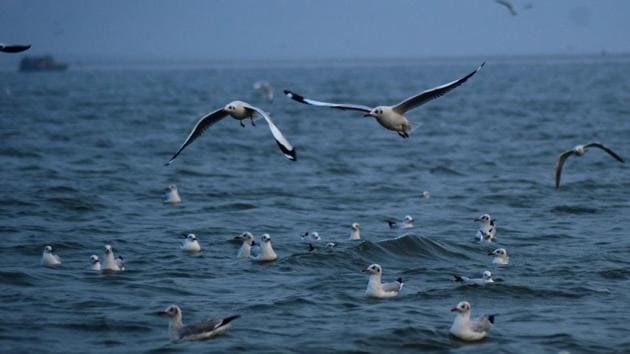 Seagulls fly and float over the Sangam,the confluence of the rivers Ganges, Yamuna and the mythical Saraswathi  in Allahabad. In Hindu mythology it is considered as a place of religious importance.  Each day roughly 500 million liters of wastewater from industrial sources are dumped directly into Ganga. (Sheeraz  Rizvi/HT Photo) 