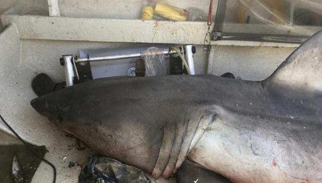 Fisherman Terry Selwood he was left with a badly bruised and bleeding right arm where the airborne shark struck him with a fin. (AP) Fisherman Terry Selwood he was left with a badly bruised and bleeding right arm where the airborne shark struck him with a fin. (AP)