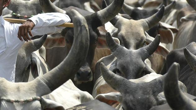 Haryana , India - June 6, 2016:A Man seen with his cattle at NH-1 in Haryana, India, on Monday, June 6, 2016. (Photo by Ravi Choudhary/ Hindustan Times)(Hindustan Times)