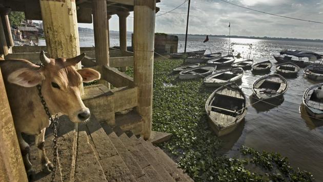 The world’s third largest river, the Ganga is the holiest Hindu river and also among the dirtiest in the world, with toxic industrial waste and untreated sewage reducing it to a dirty trickle at several places. (Ravi Choudhary/HT PHOTO) 