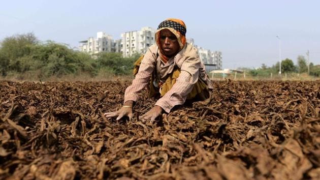 A farmer dries tobacco leaves at a farm on the outskirts of Sanand, near Ahmedabad(AFP)