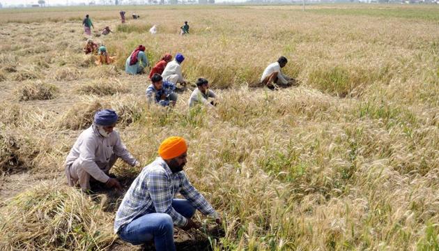 punjab-records-11-higher-yield-of-wheat-this-year-hindustan-times