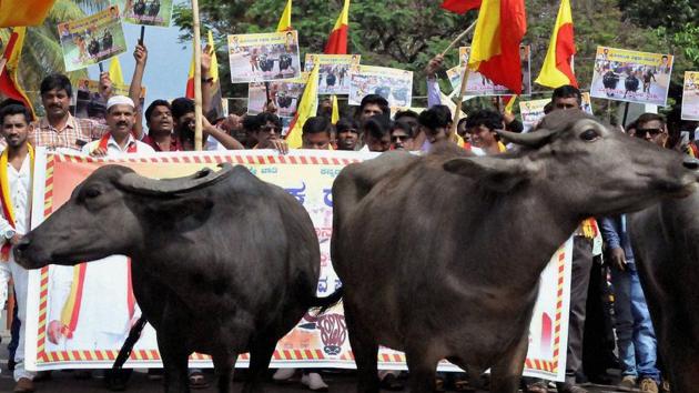 Activists protest seeking the permission to hold Kambala (buffalo race), at Chikmagalur in Karnataka.(PTI File) Activists protest seeking the permission to hold Kambala (buffalo race), at Chikmagalur in Karnataka.(PTI File)