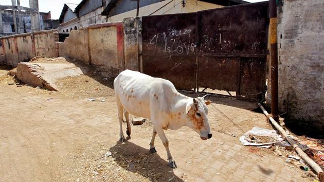 A cow walks past a closed slaughterhouse in Allahabad. (REUTERS) A cow walks past a closed slaughterhouse in Allahabad. (REUTERS)