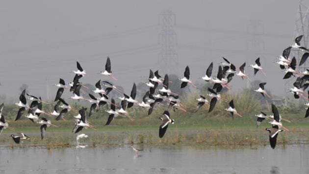 More than 240 species of birds such as Marbled Teal, Sarus Crane, Black-necked stork and Asian dowitcher visit the Basai wetlands.(Parveen Kumar / HT FILE)