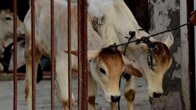A caretaker guides calves through the door at a cow shelter in New Delhi. (AFP File Photo) A caretaker guides calves through the door at a cow shelter in New Delhi. (AFP File Photo)