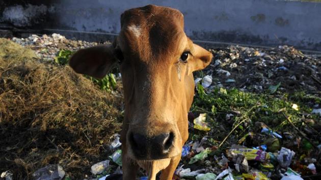 There have been multiple incidents of violence over cow slaughter.(HT File Photo)