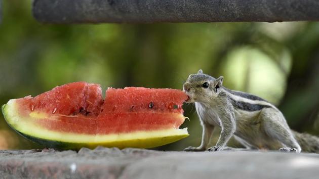 A wild squirrel takes a bite from a slice of leftover watermelon on a hot sunny day.   (Raj K Raj/HT PHOTO) 
