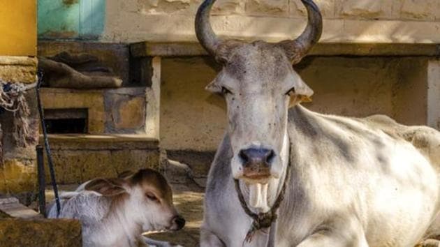 All eight North-eastern states except Tripura are among the top 10 most frequent consumers of beef or buffalo in the country.(Representative image)