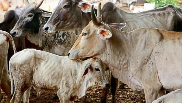 BJP-ruled Rajasthan has stringent laws against slaughter of cow, which is considered holy by a section of Hindus.(HT file)