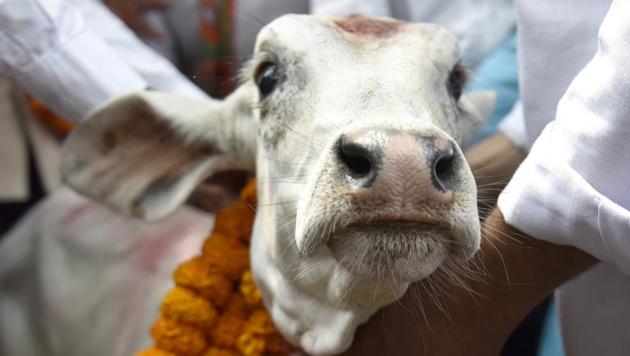 BJP activists protest near Congress office against the slaughter of a cow at a pubic square in Kerala, in New Delhi.(Mohd Zakir/HT Photo) BJP activists protest near Congress office against the slaughter of a cow at a pubic square in Kerala, in New Delhi.(Mohd Zakir/HT Photo)