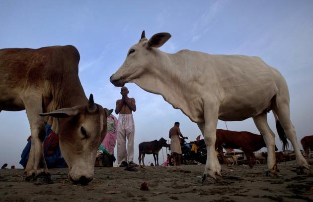 The government banned the sale of cattle for slaughter at markets last month. (AP File Photo) The government banned the sale of cattle for slaughter at markets last month. (AP File Photo)