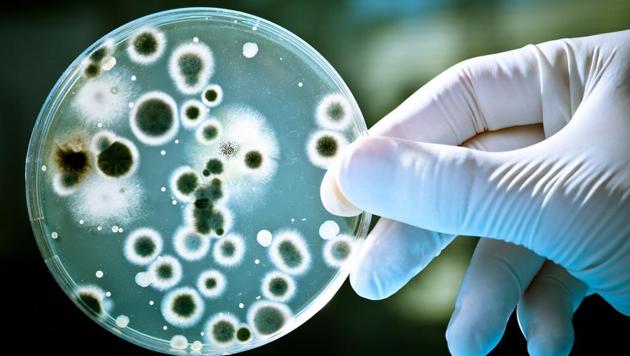 The study focuses on gut microbiota – the billions of living organisms, such as bacteria viruses and fungus, found in the digestive tract. (AFP/Istock) The study focuses on gut microbiota – the billions of living organisms, such as bacteria viruses and fungus, found in the digestive tract. (AFP/Istock)