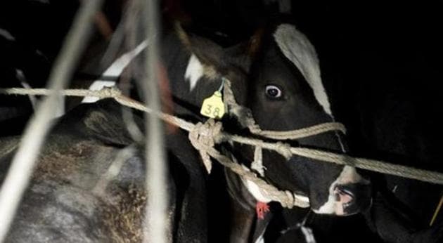 Cow slaughter and consumption of beef are banned in Rajasthan. (AFP File Photo) Cow slaughter and consumption of beef are banned in Rajasthan. (AFP File Photo)