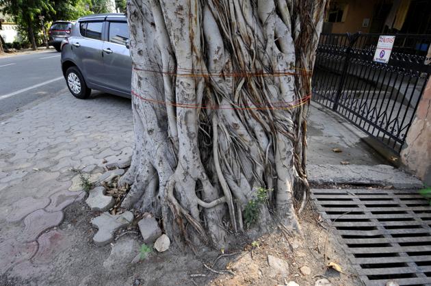 The UP forest department, in many cases, do not get to know about tree felling instances as there are no complaints lodged.(Sunil Ghosh/HT PHOTO)