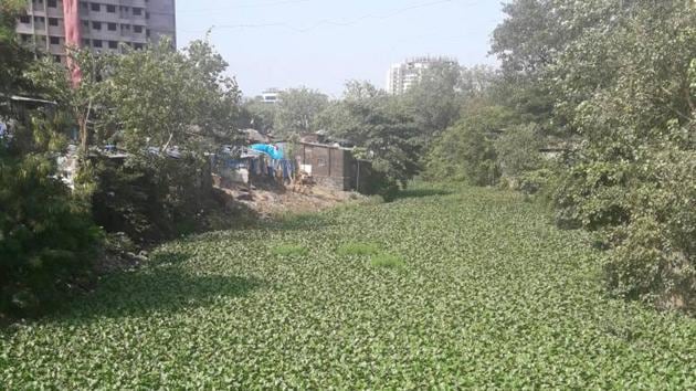 The Andheri side of the Mithi river is covered with water hyacinths.(HT photo)