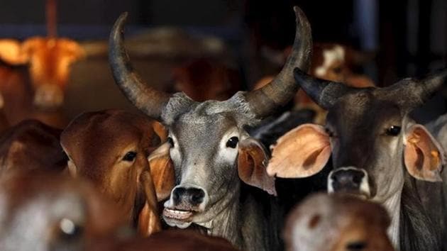 Rescued cattle at a or cow shelter run by Bharatiya Gou Rakshan Parishad at Aangaon village in Maharashtra.(REUTERS File Photo) Rescued cattle at a or cow shelter run by Bharatiya Gou Rakshan Parishad at Aangaon village in Maharashtra.(REUTERS File Photo)