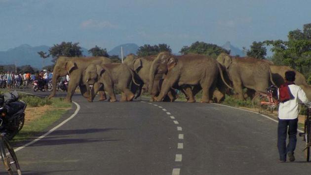 A herd of wild elephant crossing a road at Sonahatu in Ranchi . According to the environment ministry data, 391 people and 39 elephants died in 2014-15 across India, as a result of the man-elephant conflict. (Sanjoy Dey/ HT file photo) A herd of wild elephant crossing a road at Sonahatu in Ranchi . According to the environment ministry data, 391 people and 39 elephants died in 2014-15 across India, as a result of the man-elephant conflict. (Sanjoy Dey/ HT file photo)