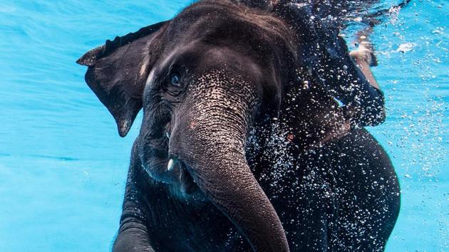 The recent addition to the zoo is the elephant under water show at the Khao Kheow Open Zoo. (Roberto SCHMIDT / AFP) The recent addition to the zoo is the elephant under water show at the Khao Kheow Open Zoo. (Roberto SCHMIDT / AFP)