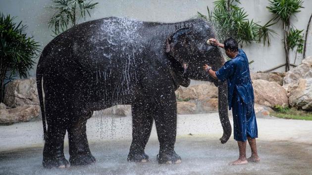 Photos|Saen Dao, an Asian elephant performs at Khao Kheow Zoo ...