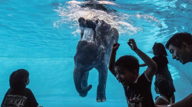 A boy reacts as Saen Dao, an eight-year-old female asian elephant performs underwater during a show . (Roberto SCHMIDT / AFP) A boy reacts as Saen Dao, an eight-year-old female asian elephant performs underwater during a show . (Roberto SCHMIDT / AFP)