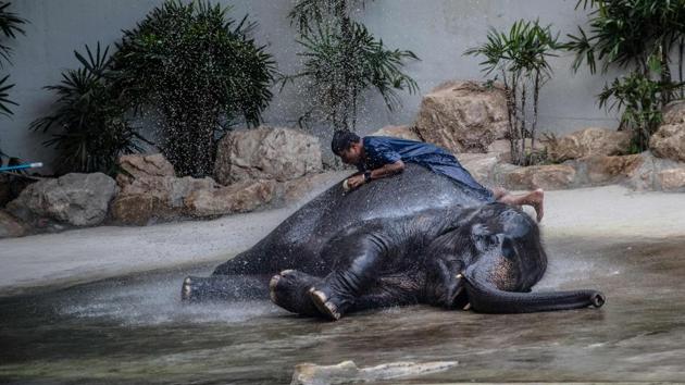 The show which emphasize on the behaviours and living conditions of wildlife in the ecosystem, and the importance of various kinds of wildlife. (Roberto SCHMIDT / AFP) The show which emphasize on the behaviours and living conditions of wildlife in the ecosystem, and the importance of various kinds of wildlife. (Roberto SCHMIDT / AFP)