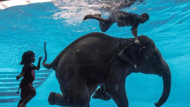 A girl watches as Saen Dao, an eight-year-old female asian elephant, and her mahout perform underwater during a show at the Khao Kheow Open Zoo in Chonburi south of Bangkok . With 8,000 animals of more than 300 species, Khao Kheow Zoo covers an area of 5,000 rai in Khao Kheow - Khao Chompu Wildlife Sanctuary , the biggest tiger center in Asia Pacific region. (Roberto SCHMIDT / AFP) A girl watches as Saen Dao, an eight-year-old female asian elephant, and her mahout perform underwater during a show at the Khao Kheow Open Zoo in Chonburi south of Bangkok . With 8,000 animals of more than 300 species, Khao Kheow Zoo covers an area of 5,000 rai in Khao Kheow - Khao Chompu Wildlife Sanctuary , the biggest tiger center in Asia Pacific region. (Roberto SCHMIDT / AFP)