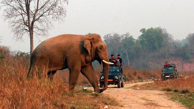 Six elephants will be provided to Rajaji National Park while the rest would be given to Corbett Tiger Reserve .(HT Photo)