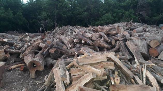 The logs found among the mangroves.(HT)