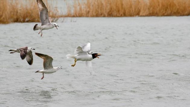 Pallas seagulls fly over the Aral Sea outside the village of Karateren. The idea was simple - build a dam separating the so-called North Aral Sea from the drying-up remains of the southern part and increase water flow from Syr Darya. (Shamil Zhumatov / REUTERS) 
