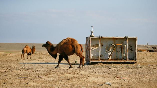 Camels graze next to an abandoned fuel station in the village of Zhalanash, near the Aral Sea. Zhalanash, where some 700 people live, is close to what used to be a cove (small bay) housing many fishing vessels and later became a tourist attraction known as ‘the ship graveyard’.  (Shamil Zhumatov / REUTERS) 