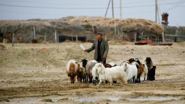 A man walks with livestock at the village of Karateren. Construction of irrigation facilities on the rivers began in the 1940s and by the 1960s the coast line was receding by about three metres a year, said 84-year-old Sagnai Zhurimbetov, who had worked as a fisherman on the Aral for 56 years and now lives in the former port town. (Shamil Zhumatov / REUTERS) 