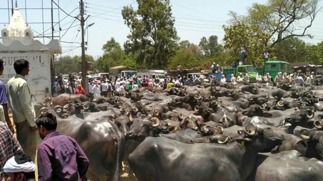 Police said the dairy owners, planted firmly behind the buffalo wall, threw stones at them. (Monika Pandey/HT Photo) Police said the dairy owners, planted firmly behind the buffalo wall, threw stones at them. (Monika Pandey/HT Photo)