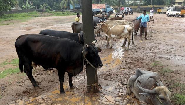 At the Aralummoodu Whole Sale Market Neyyattinkara, Thiruvananthapuram. Weekly cattle markets that are held across the country are main source of animals for meat traders. (Vivek R Nair / Hindustan Times) At the Aralummoodu Whole Sale Market Neyyattinkara, Thiruvananthapuram. Weekly cattle markets that are held across the country are main source of animals for meat traders. (Vivek R Nair / Hindustan Times)