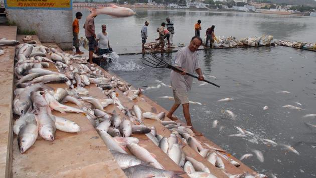 Volunteers remove dead fish from the Pushkar lake in Rajasthan. Water supply in India has two principal sources namely water from rivers and groundwater. However the rivers and lakes are shrinking because of pollution and industrialization. (Deepak Sharma / Ht photo)