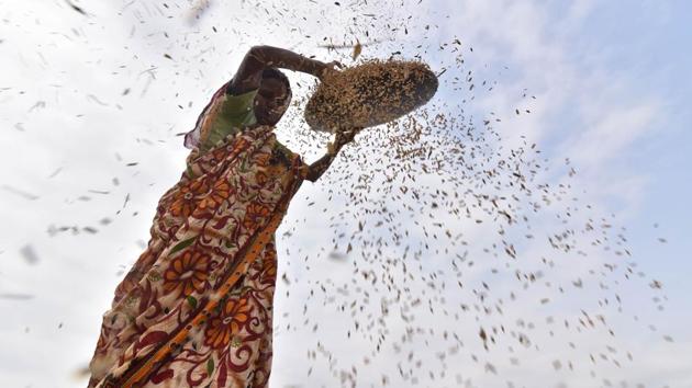 An Indian farmer dries harvested rice from a paddy field at Burha Mayong village in Morigaon district of Assam state, some 45kms away from Guwahati. (Biju BORO / AFP) An Indian farmer dries harvested rice from a paddy field at Burha Mayong village in Morigaon district of Assam state, some 45kms away from Guwahati. (Biju BORO / AFP)